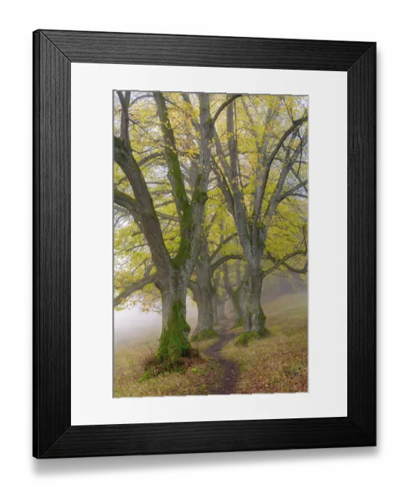 Framed Print : Large-leaved lindens (Tilia platyphyllos)