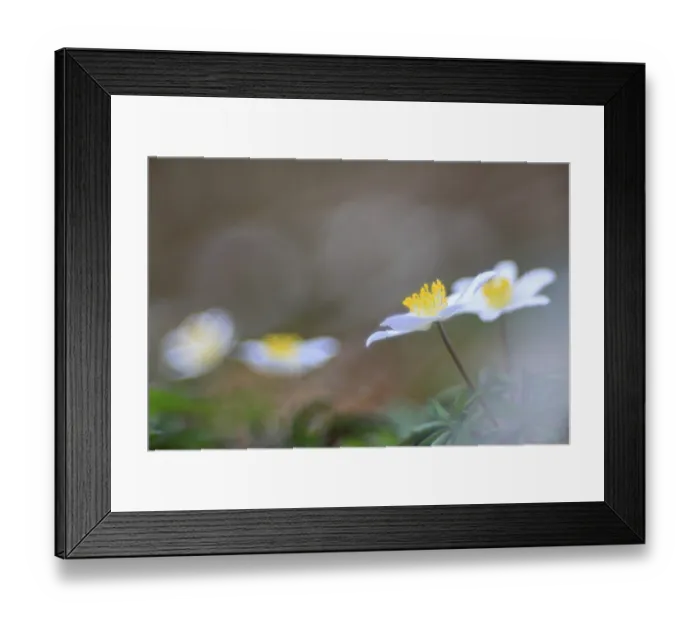 Framed Print : Wood anemone (Anemone nemorosa) Framed Print : Wood anemone (Anemone nemorosa)