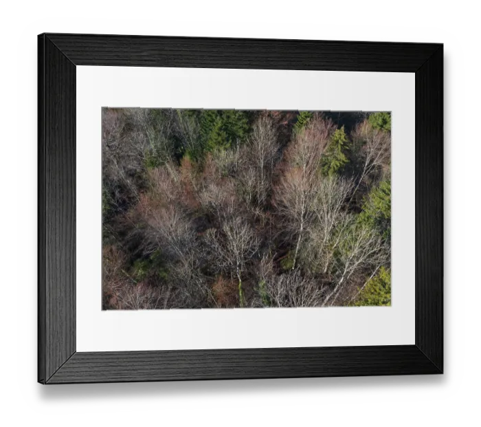Framed Print : Drone shot, Undeciduous deciduous trees in mixed forest from above Framed Print : Drone shot, Undeciduous deciduous trees in mixed forest from above