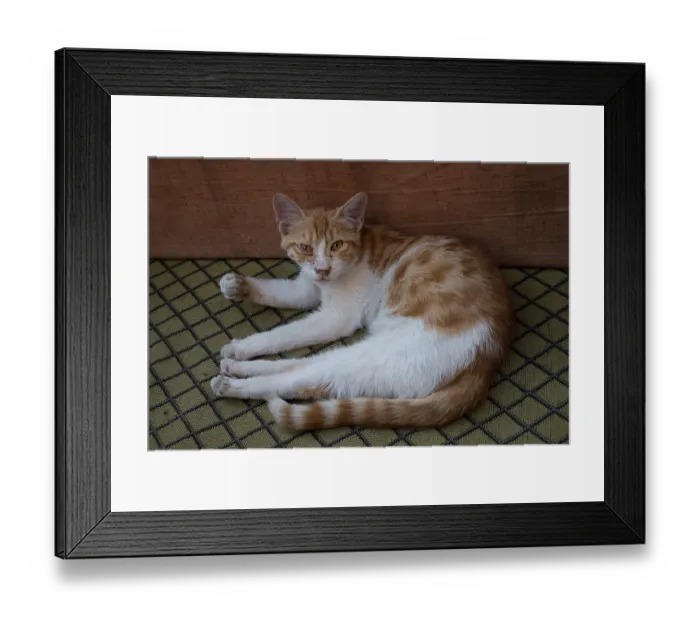 Framed Print : Sleeping street cat on a sofa, Sanliurfa bazaar