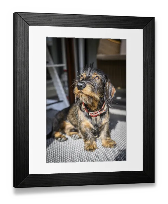 Framed Print : Rough-haired dachshund, male, 3 years old