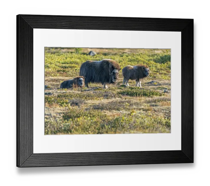 Framed Print : Musk ox (Ovibos moschatus), with young animals standing in the tundra in Dovrefjell National Park