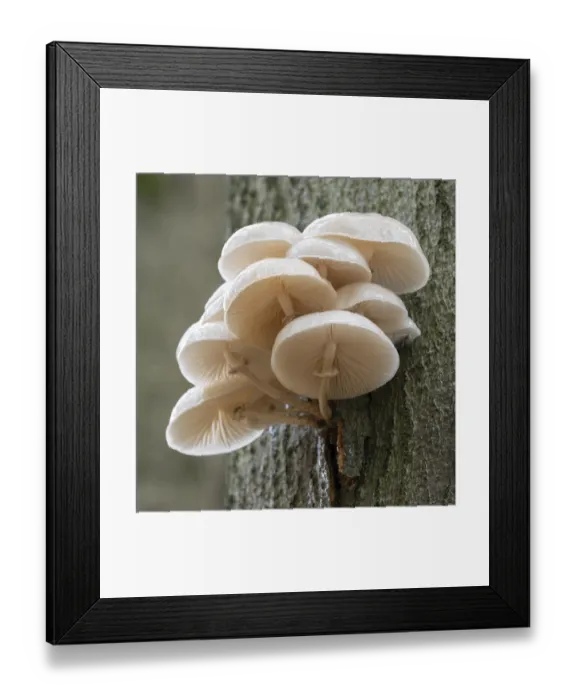 Framed Print : Ringed slime beetle (Oudemansiella mucida)
