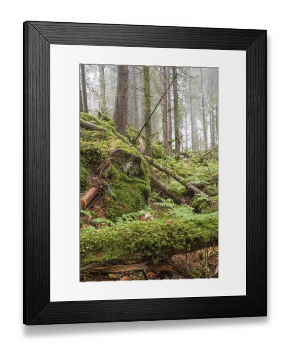 Framed Print : Moss covered tree logs in an old growth forest with mist in the wilderness