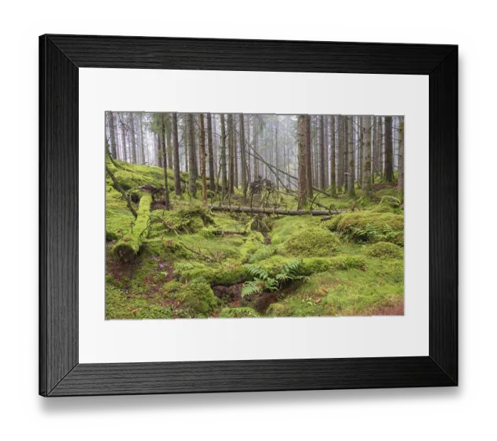 Framed Print : Tree logs covered in green moss in a spruce forest with mist Framed Print : Tree logs covered in green moss in a spruce forest with mist