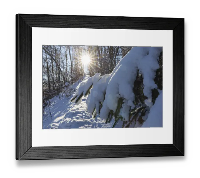 Framed Print : Snow-covered branch of a conifer in the sunlight Framed Print : Snow-covered branch of a conifer in the sunlight