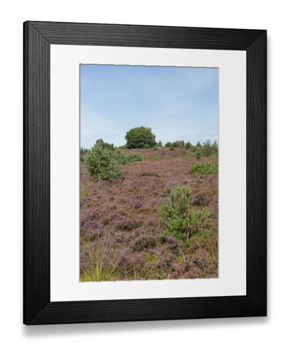 Framed Print : Heather blossom, trees, Wilseder Berg near Wilsede