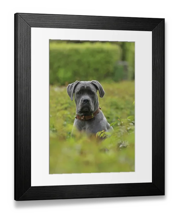 Framed Print : Cane Corso Italiano