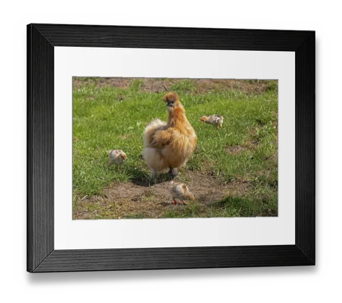 Framed Print : Silk hen with Wyandotte chick, hen Framed Print : Silk hen with Wyandotte chick, hen