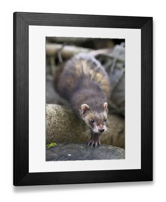 Framed Print : European polecat (Mustela putorius) also known as ferret