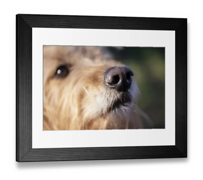 Framed Print : Close-up of a dog's snout