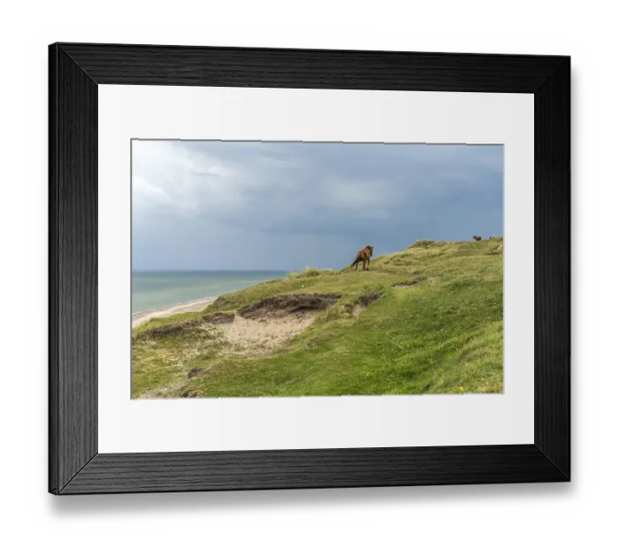 Framed Print : Horses in the Svinklovene dunes at Jammer Bay