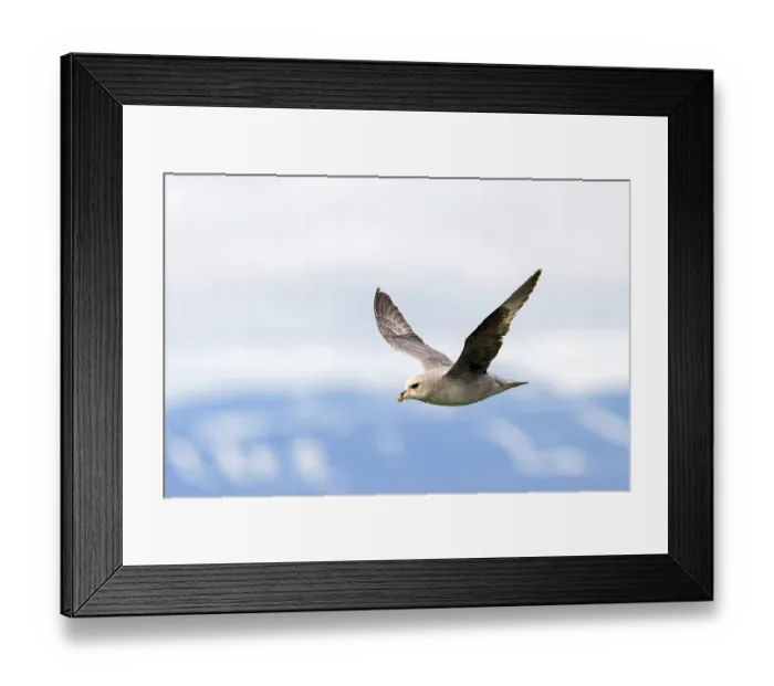 Framed Print : Northern fulmar (Fulmarus glacialis)