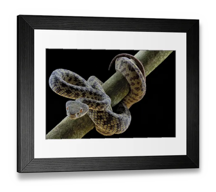 Framed Print : Hon Son Pit Viper (Trimeresurus honsonensis) Framed Print : Hon Son Pit Viper (Trimeresurus honsonensis)