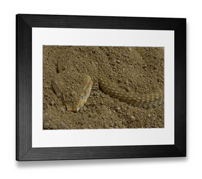 Framed Print : Asian (Eristicophis macmahoni) sand viper Iran Framed Print : Asian (Eristicophis macmahoni) sand viper Iran
