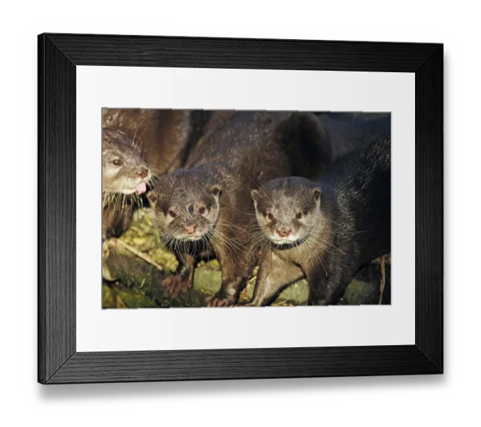 Framed Print : Oriental Small-clawed Otter (Aonyx cinerea)