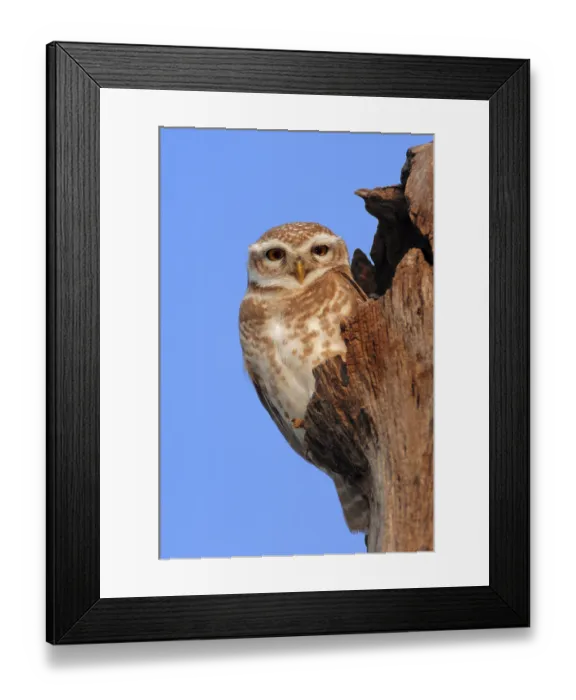 Framed Print : Spotted Owlet (Athene brama), Keoladeo Ghana National Park