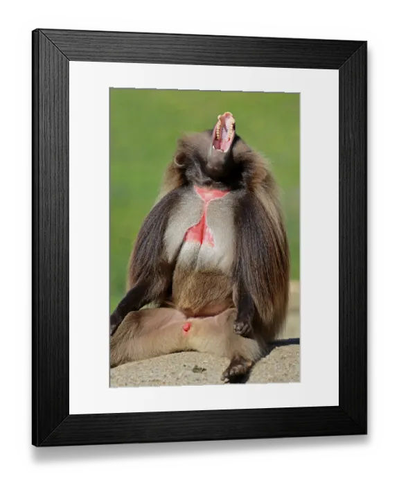 Framed Print : Gelada or Gelada Baboon (Theropithecus gelada) Framed Print : Gelada or Gelada Baboon (Theropithecus gelada)