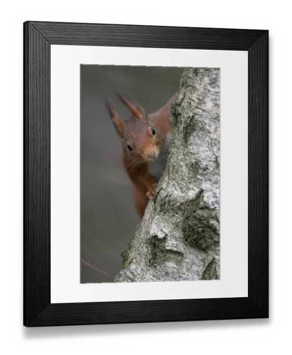 Framed Print : Eurasian red squirrel (Sciurus vulgaris) Framed Print : Eurasian red squirrel (Sciurus vulgaris)