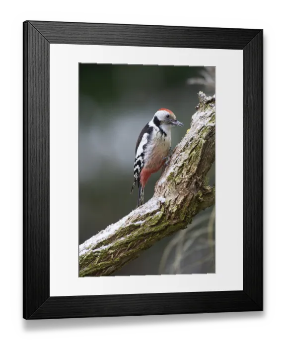 Framed Print : Middle spotted woodpecker (Dendrocopos medius) foraging on a tree trunk