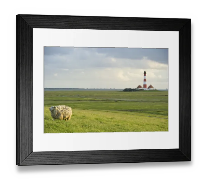 Framed Print : Lighthouse and sheep, Westerheversand Framed Print : Lighthouse and sheep, Westerheversand