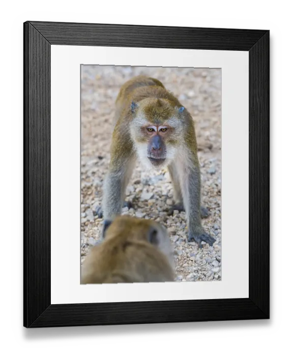 Framed Print : Monkey in Wat Sok Tham temple, macaque Framed Print : Monkey in Wat Sok Tham temple, macaque
