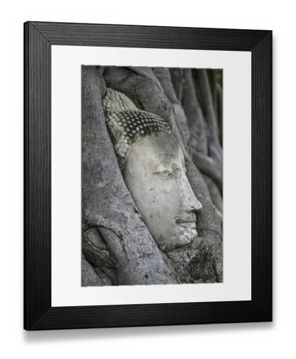 Framed Print : Sandstone Buddha head at the foot of a Bodhi tree in Wat Mahathat Framed Print : Sandstone Buddha head at the foot of a Bodhi tree in Wat Mahathat
