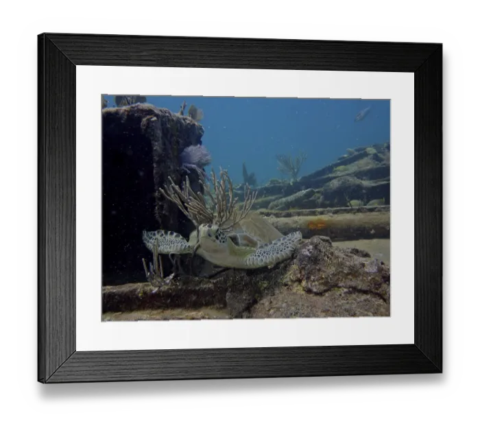 Framed Print : A hawksbill turtle (Eretmochelys imbricata imbricata) rubs against a bush coral