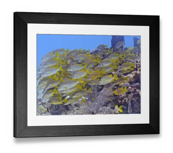 Framed Print : A large school of yellow fish, schoolmaster snapper (Lutjanus apodus)