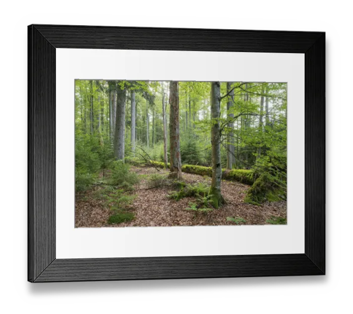 Framed Print : Mixed mountain forest with copper beech (Fagus sylvatica) and spruce (Picea abies) Framed Print : Mixed mountain forest with copper beech (Fagus sylvatica) and spruce (Picea abies)