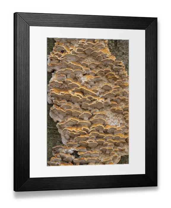 Framed Print : Silvery Porecrust, Beech Silvery Porecrust (Inonotus nodulosus) Framed Print : Silvery Porecrust, Beech Silvery Porecrust (Inonotus nodulosus)