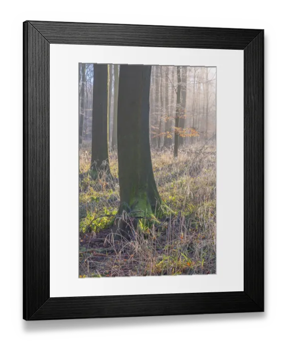 Framed Print : View of a beech tree in the forest with hoarfrost frozen vegetation in backlight Framed Print : View of a beech tree in the forest with hoarfrost frozen vegetation in backlight
