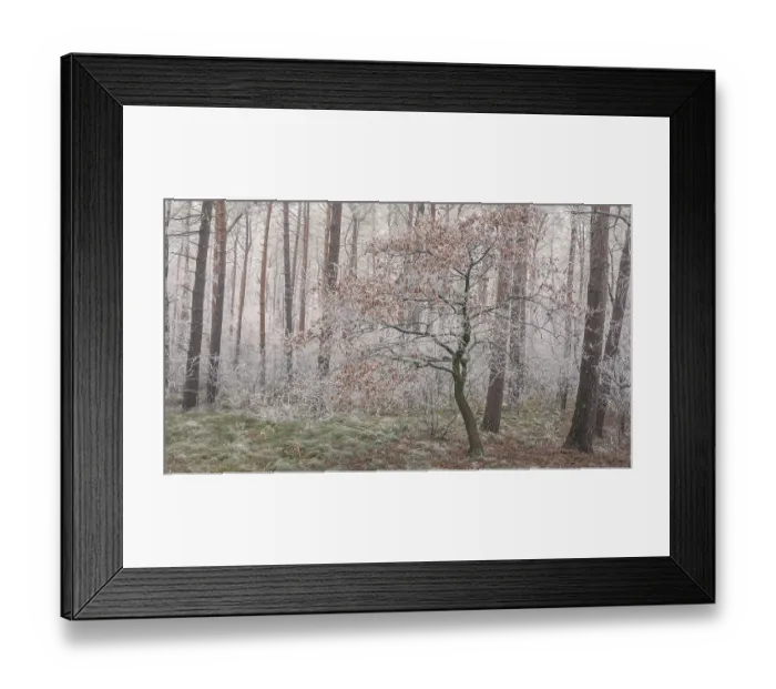 Framed Print : View of an oak tree frozen with hoarfrost in the forest