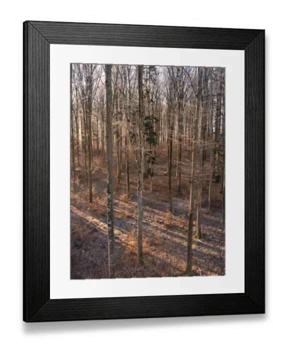 Framed Print : Winter forest in slanting sunlight casting long shadows Framed Print : Winter forest in slanting sunlight casting long shadows