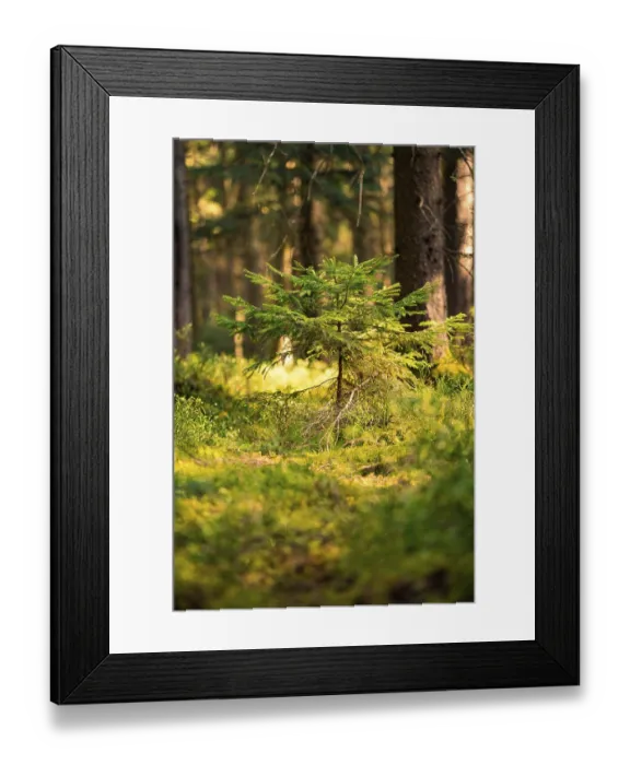 Framed Print : Small fir tree in the forest, illuminated by warm sunlight Framed Print : Small fir tree in the forest, illuminated by warm sunlight