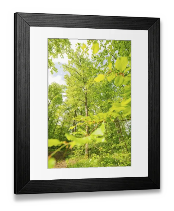 Framed Print : A tall tree with glowing leaves in the sunlight Framed Print : A tall tree with glowing leaves in the sunlight