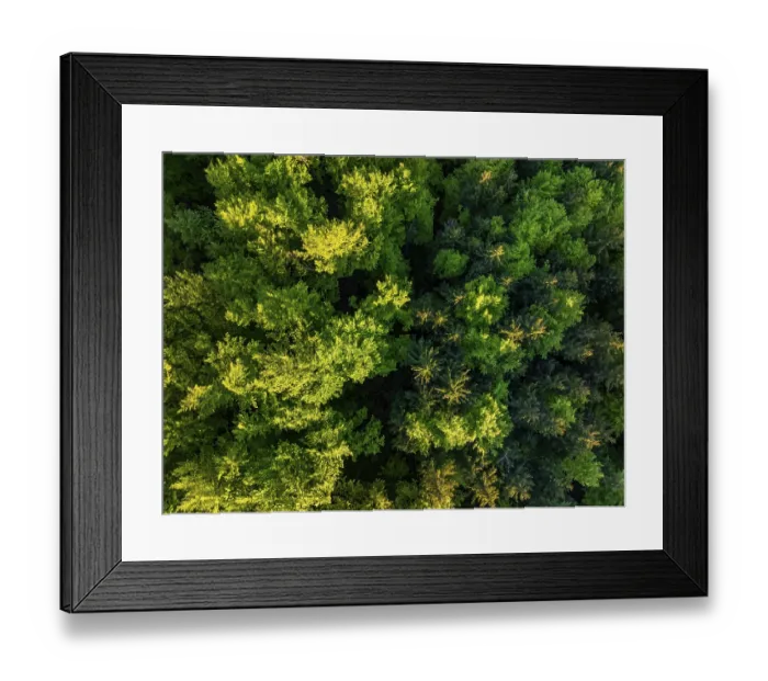 Framed Print : Aerial view, trees, forest, light green leaves