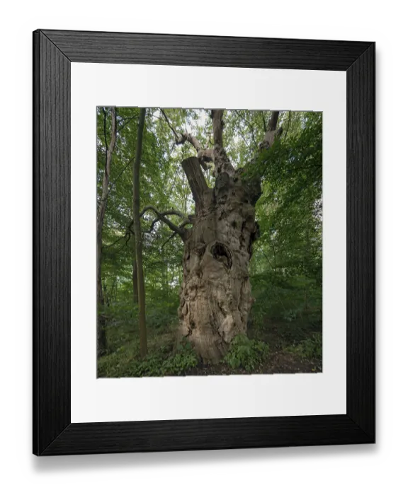 Framed Print : Dead oak tree (Quercus), 400 years old Framed Print : Dead oak tree (Quercus), 400 years old