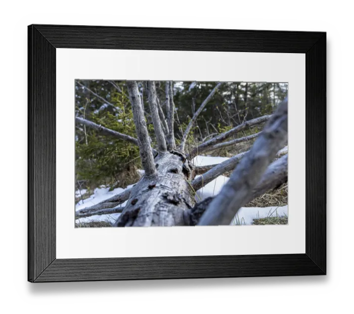 Framed Print : Close-up of a fallen tree in a snow-covered forest