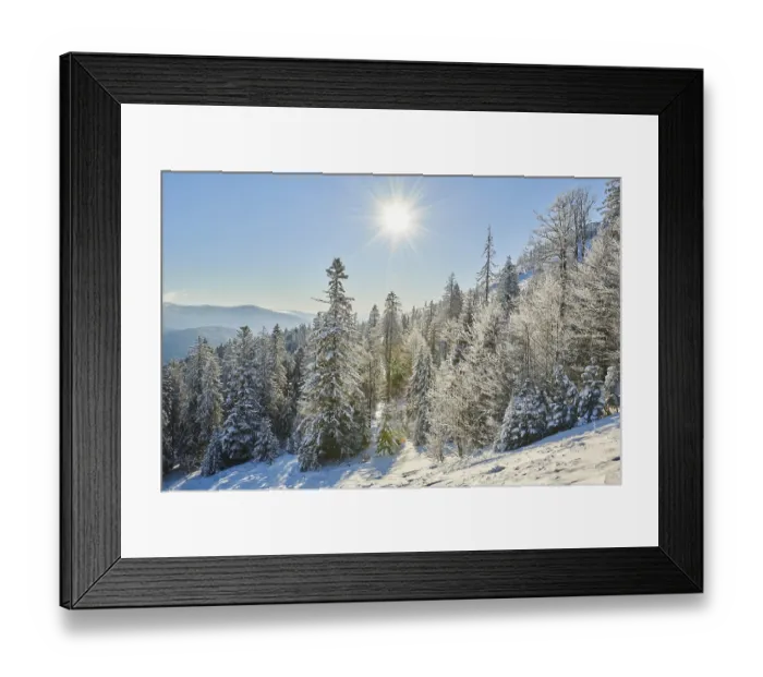 Framed Print : Frozen norway spruce or European spruce (Picea abies) trees on a sunny day on mount Arber