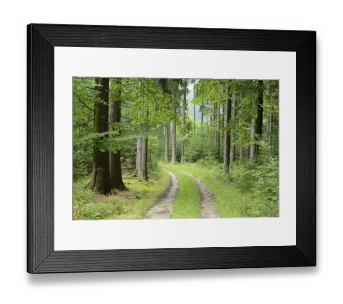 Framed Print : Forest path framed by tall trees and lush greenery Framed Print : Forest path framed by tall trees and lush greenery