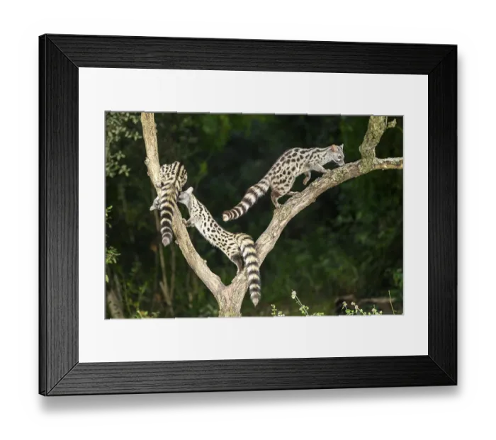 Framed Print : Three Common genets (Genetta genetta) Framed Print : Three Common genets (Genetta genetta)