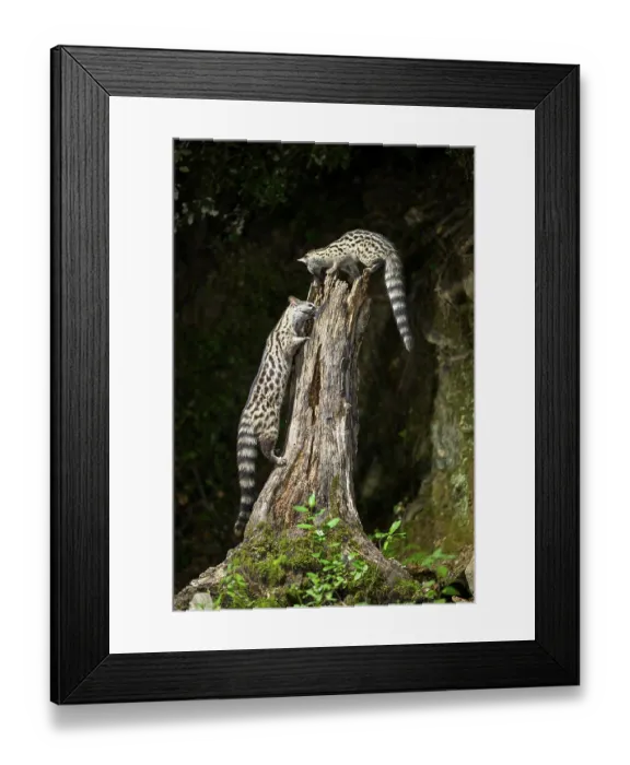 Framed Print : Common genets (Genetta genetta) climbing on a tree Framed Print : Common genets (Genetta genetta) climbing on a tree