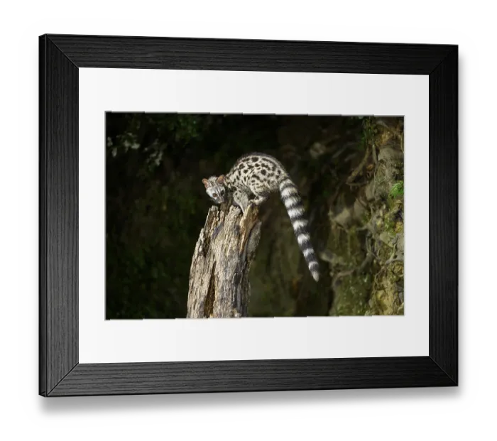 Framed Print : Common genet (Genetta genetta)