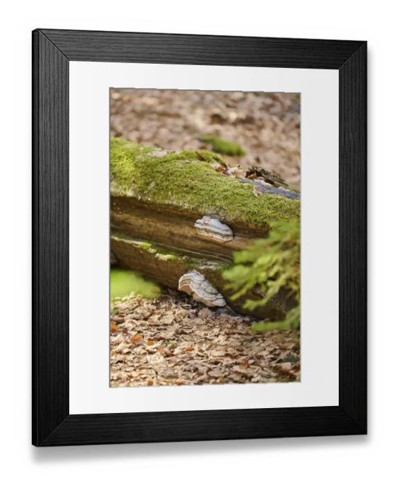Framed Print : Tinder fungus (Fomes fomentarius) growing on a European beech (Fagus sylvatica) tree trunk
