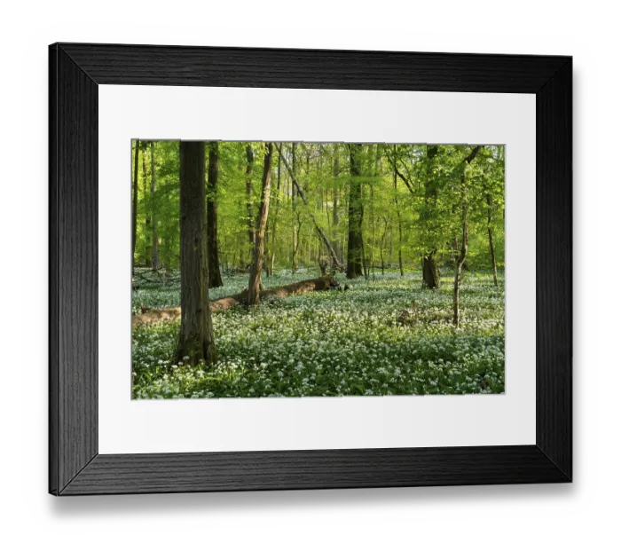 Framed Print : A sunny deciduous forest with white flowering ramson (Allium ursinum) in spring Framed Print : A sunny deciduous forest with white flowering ramson (Allium ursinum) in spring