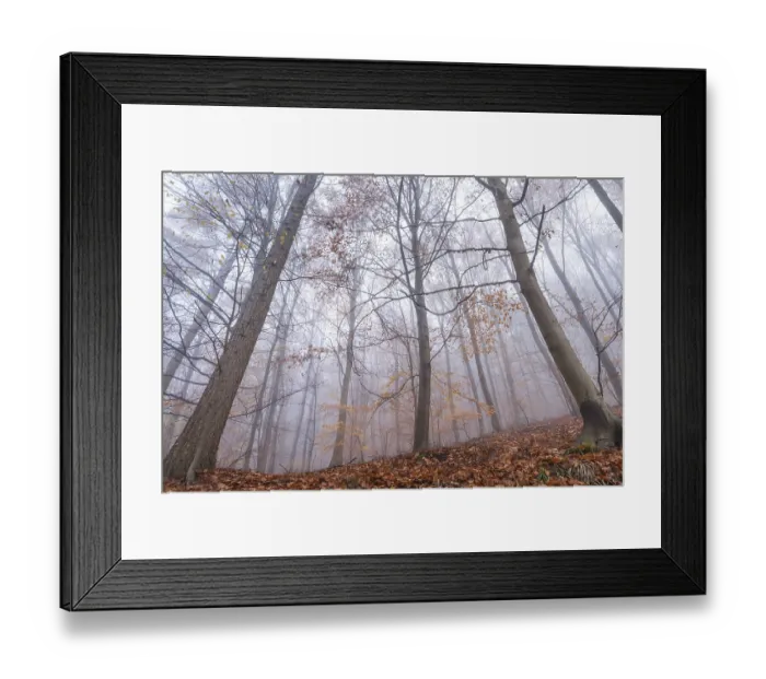 Framed Print : A mixed forest in autumn in the fog Framed Print : A mixed forest in autumn in the fog