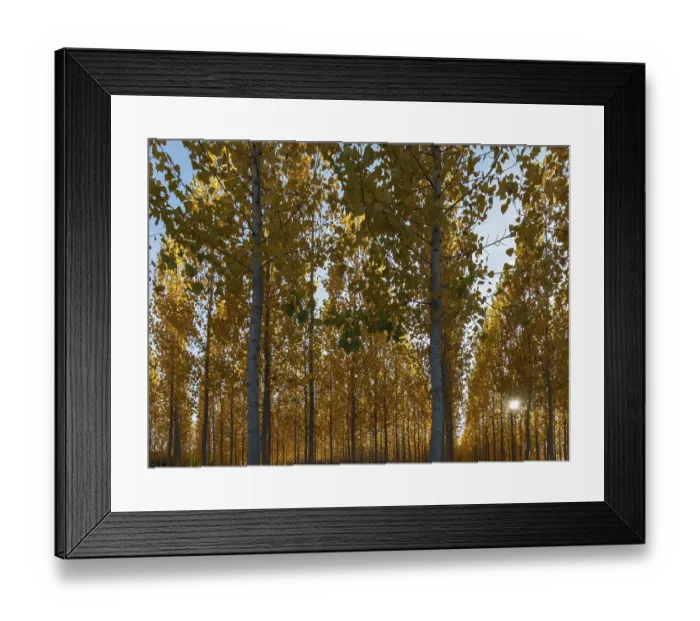 Framed Print : The setting sun shining through a forest of European Aspen (Populus tremula) in autumnal colours