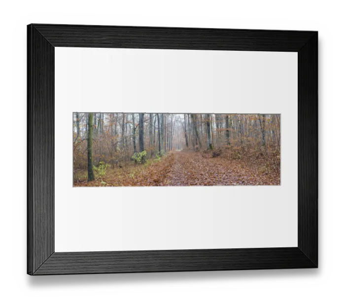 Framed Print : Forest path in late autumn, beech trees (Fagus sylvatica) Framed Print : Forest path in late autumn, beech trees (Fagus sylvatica)