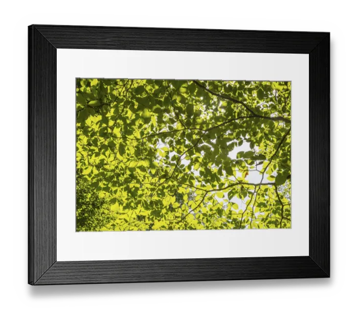 Framed Print : A ray of light falls through the canopy of a beech forest Framed Print : A ray of light falls through the canopy of a beech forest